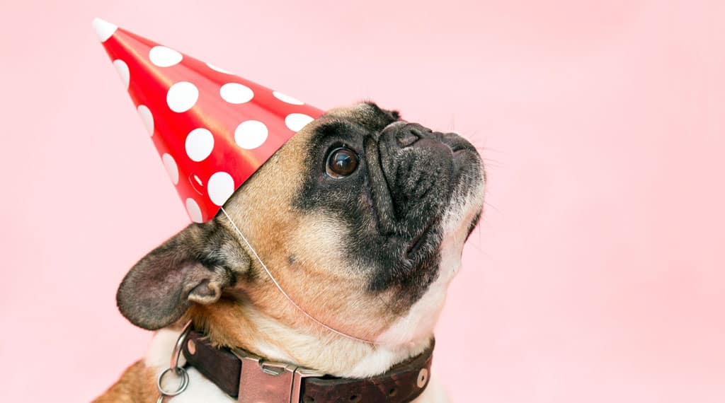 Surprise Your Pup On His Birthday Blog05 Free Img 1